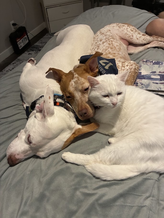 12 Pet Huddle